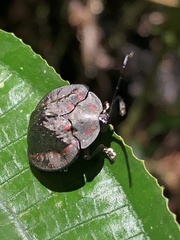 Cyclosoma tristis