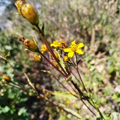 Electranthera mutica