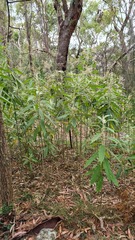 Astrotricha floccosa