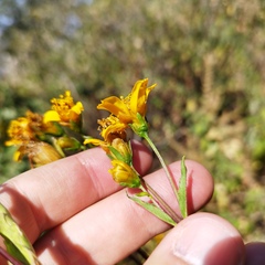 Electranthera mutica