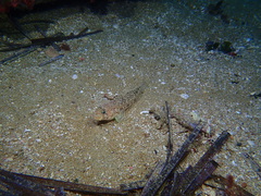 Gobius geniporus