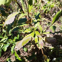 Electranthera mutica