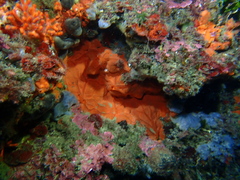 Spirastrella cunctatrix