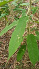 Astrotricha floccosa