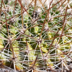 Echinofossulocactus