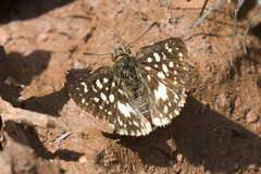 Carcharodina