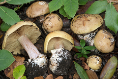 Calonarius natalis