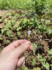 Ipomoea triloba