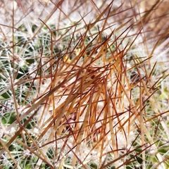 Echinofossulocactus
