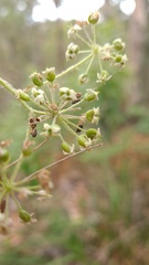 Astrotricha floccosa