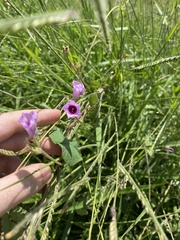 Ipomoea triloba