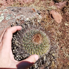Echinofossulocactus