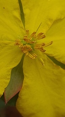 Hibbertia diffusa