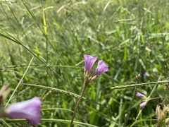 Ipomoea triloba