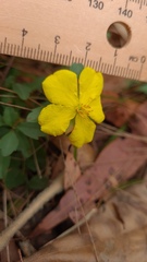 Hibbertia diffusa
