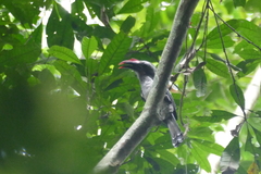 Horizocerus hartlaubi