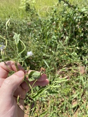 Convolvulus crenatifolius