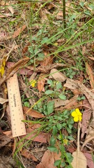 Hibbertia diffusa