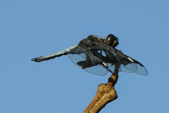 Palpopleura portia