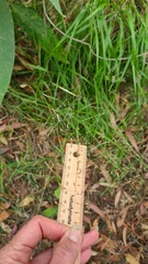 Poa affinis