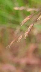 Poa affinis