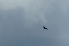 Stephanoaetus coronatus