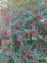 Cotoneaster coriaceus