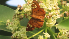 Coladenia