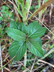 Verbena scabra