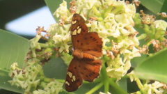 Coladenia