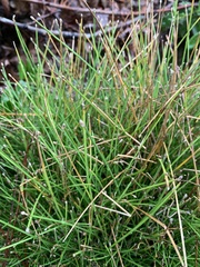 Eleocharis geniculata