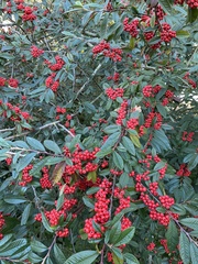 Cotoneaster coriaceus