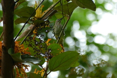 Cyanomitra cyanolaema