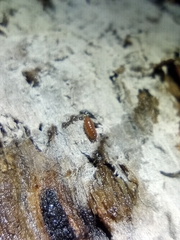 Trichoniscus pusillus