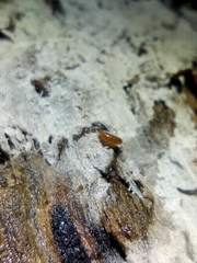 Trichoniscus pusillus