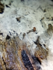 Trichoniscus pusillus