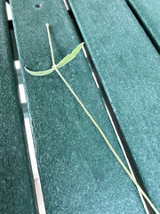 Froelichia