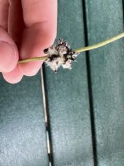 Froelichia