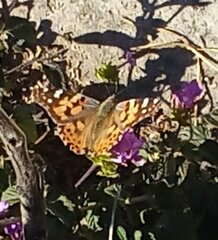 Vanessa cardui