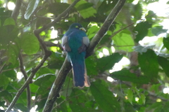Apaloderma narina