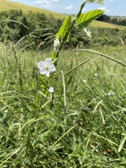 Convolvulus crenatifolius