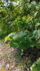 Malvaviscus arboreus