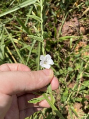 Convolvulus crenatifolius