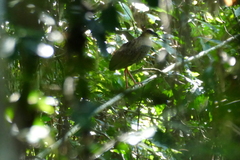 Himantornis haematopus