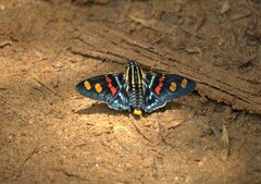Mimoniades versicolor