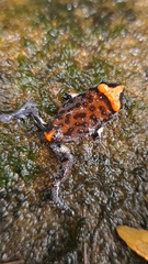 Pseudophryne australis