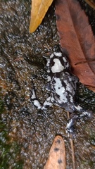 Pseudophryne australis