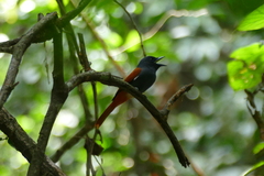 Terpsiphone rufocinerea