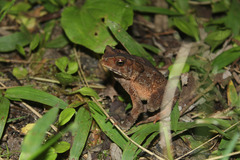 Ingerophrynus celebensis