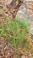 Platysace clelandii